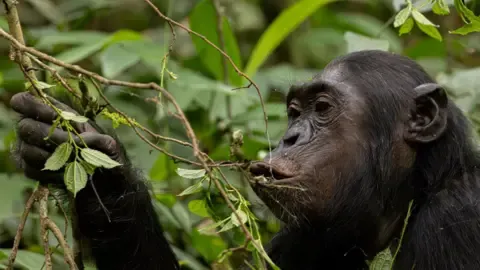 Wild Chimps Ingesting a Daily Dose of a Beer Daily from Ripe Fruit, Study Shows