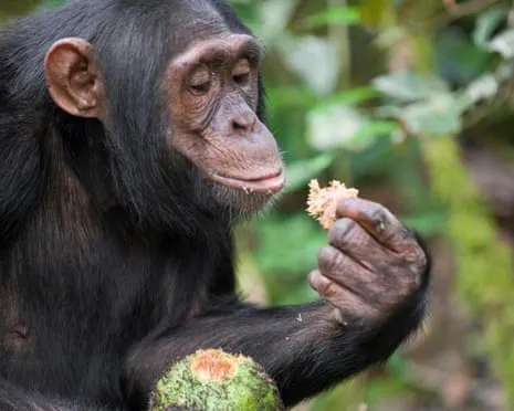 Chimpanzees Consume Everyday Alcohol Equivalent to a Pint from Fermented Fruit